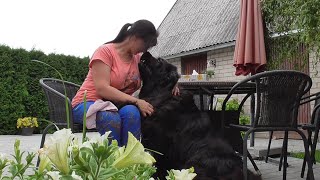 Newfoundland dog Daima loves to cuddle