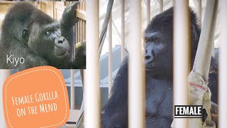 Injured Female Gorilla is Recovering | Kiyo's Training | Update On Shabani's Group