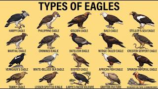 15 Types of Eagles | World’s Largest, Rarest & Most Incredible Eagles Documentary