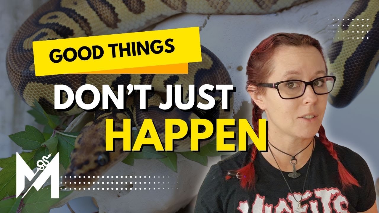 Growing your ball python business- Don't give up now! - YouTube