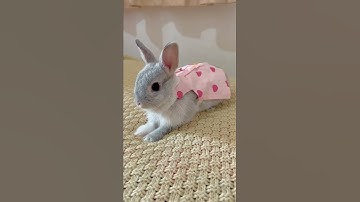 Baby Bunny LEGO #cute #shorts #story #bunny #rabbit