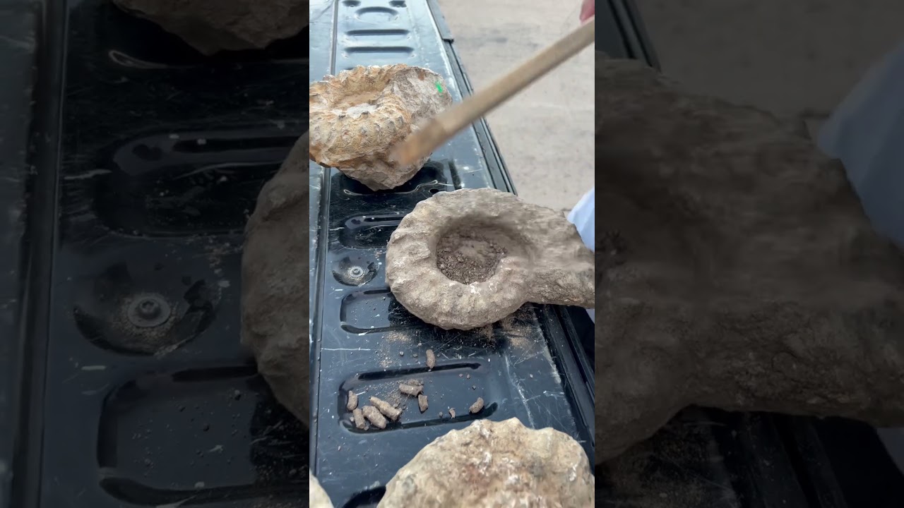 Ammonite cleanup 