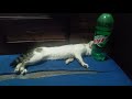 Cat Seizure | 2 Minutes | Help Me Guys...