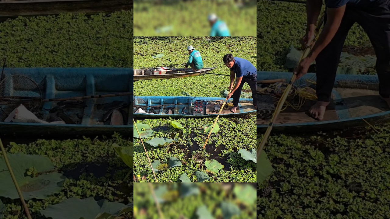 fishing fish videos shorts 