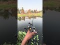 Hook 🪝 Fas Gaya Grass me 🐠🎣🐊#fishing #fishinglife #shorts #viral
