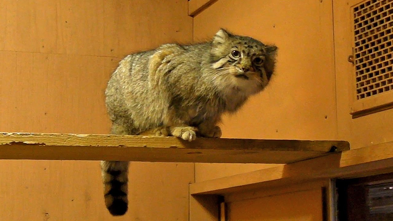 video phone beyonce mp3 飼育員をめっちゃ見ているマヌルネコ（タビー＆セバスチャン）Pallas's Cat watches zoo keeper