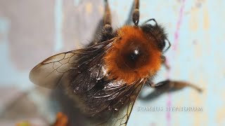 Crawl & Fly - Hummel