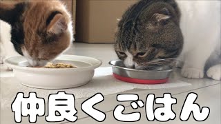 仲良くご飯！な猫【スコティッシュフォールド】【Scottish Fold】