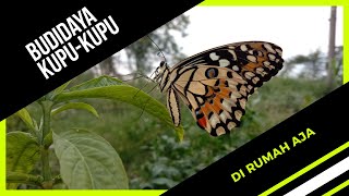 Cara Mudah Budidaya Kupu-kupu Jeruk (Papilio Demoleus) di Rumah