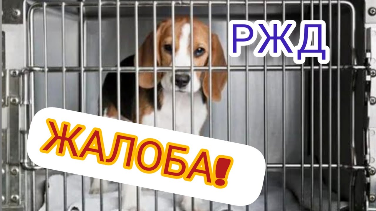 Камера хранения собак для РЖД. - YouTube