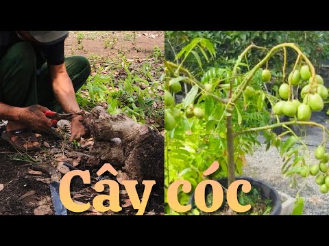 Video Tập 70/Bứng cây cóc rừng về ghép cóc thái - youtube