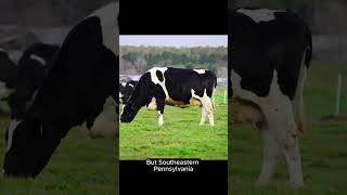 Philadelphia Cream Cheese Wasn't Invented In Philly | #InterestingFacts #FunFacts #Food #FoodFacts