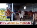20 Gir Cow For Sale @ Price Range 40000 to 250000₹ Vill. Damnagar Dist. Amreli Gujarat || Farm Talk