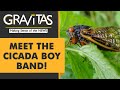 Gravitas: Billions of buzzing insects invade America