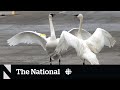 #TheMoment these lovebird swans were reunited