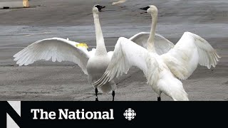 #TheMoment these lovebird swans were reunited