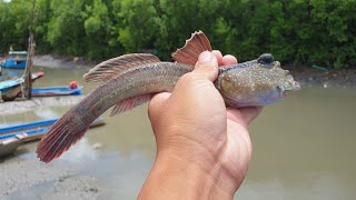 Thử câu cá thòi lòi và kết quả 😄, lần đầu câu được cá thòi lòi (First time fishing mudskipper)
