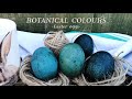 How to natural dye easter eggs with red cabbage   naturally dyed blue easter eggs  casacaribe