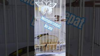 Mempercepat Birahi Naik burung Blackthroat #viral #trending #masteranburung #shortsvideo #shorts