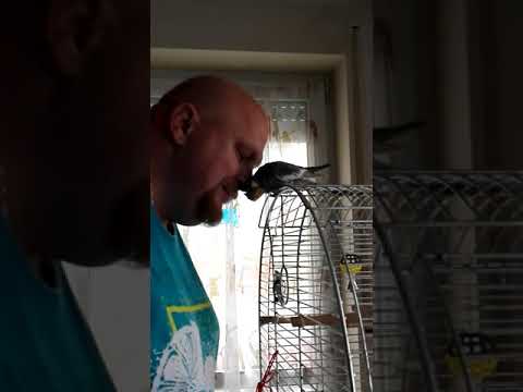 Videó: Melyik Papagáj Jobb Választani