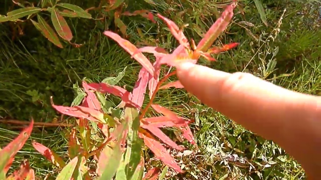 The Waxing and the Wane (a song created by and performed by Pauline