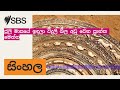 ජූලි මාසයේ ඉඳලා විදුලි බිල අඩු වෙන ප්‍රාන්ත මෙන්න | SBS Sinhala - SBS සිංහල වැඩසටහන