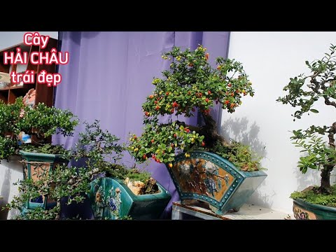 Video Cây Hải châu dòng lá đẹp, siêu trái, bonsai trường thi - youtube
