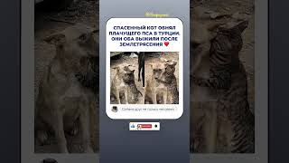 Эти двое растопили сердца миллионам❤️ #мем #жиза #cat
