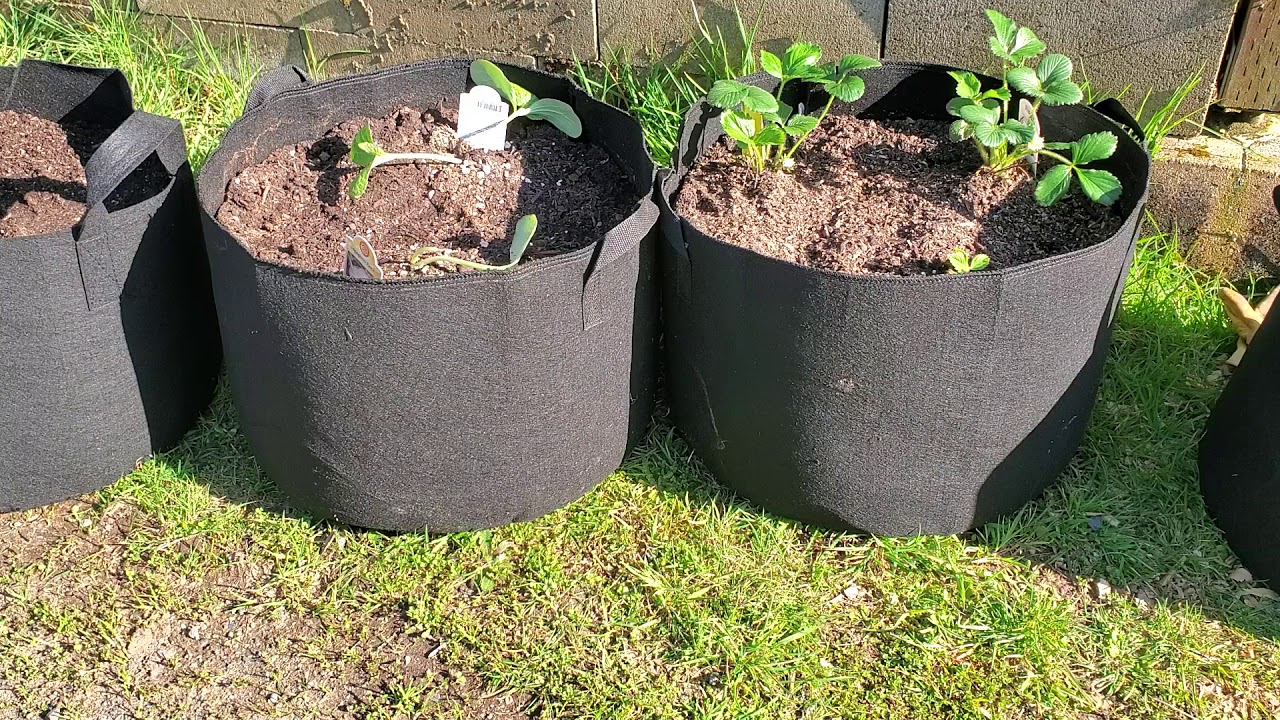 Will Using Grow Bags Make Gardening Easier? – ECOgardener