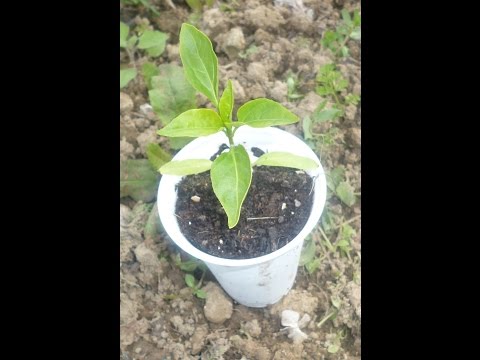 Βίντεο: Πώς φυτεύετε τις πιπεριές Pequin;