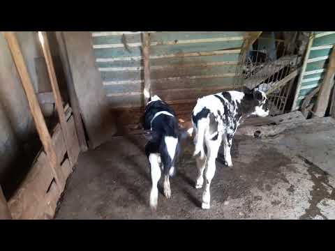 4,4 წლის კოტას 4 დღის, მეხუთე და მეექვსე ხბო