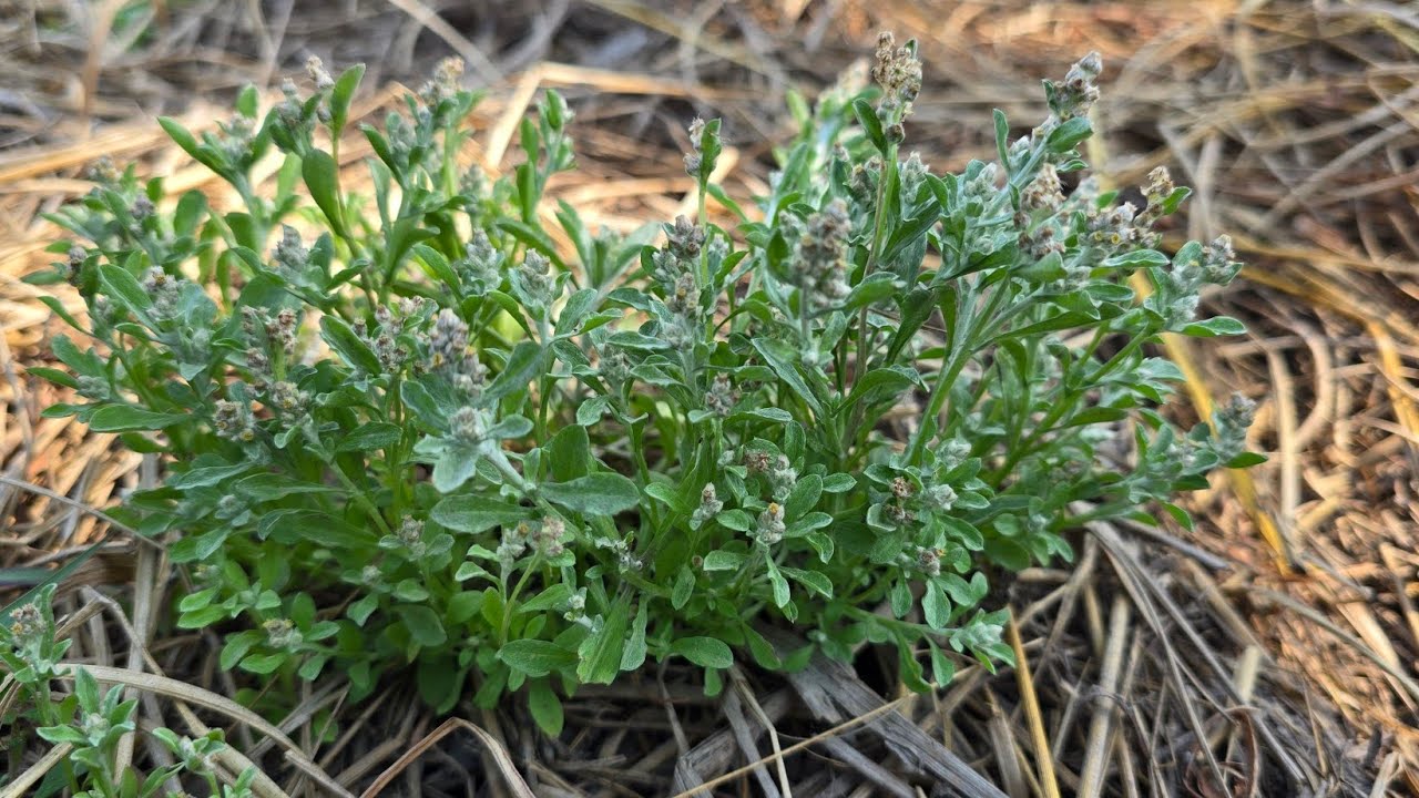 เก็บหญ้าขาย เกิดตามทุ่งนาแต่ราคาเหมือนทองคำ #หญ้านางนวล #ชิวคัก #ฉื่อคัก #หญ้าขนมเทียน@KwangE-Lee