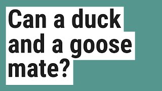 Can a duck and a goose mate?