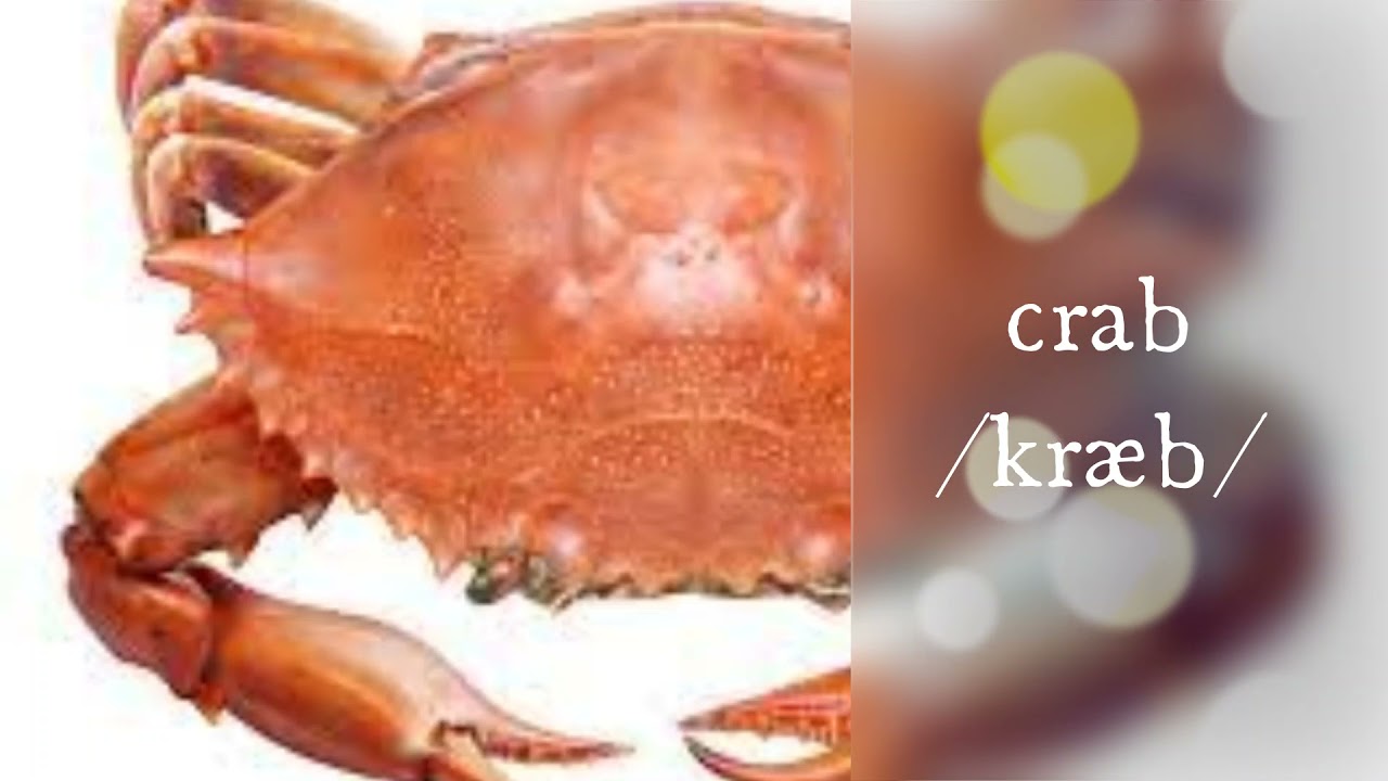 English Vocabulary Seafood YouTube