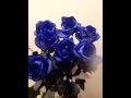 Blue roses