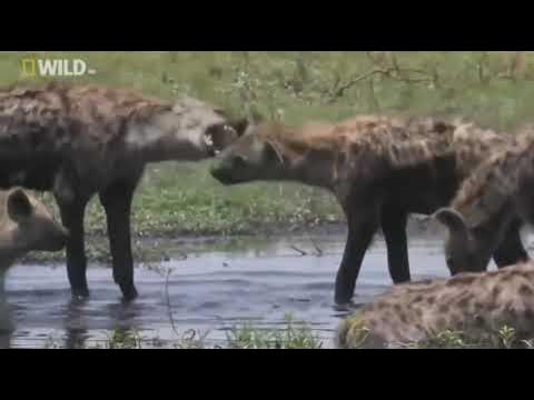 BBC Documentary Hyenas Hunting Buffalo New - YouTube