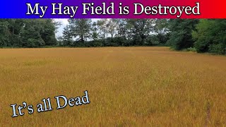 My Entire Hay field is dead.  I may have to start all over.