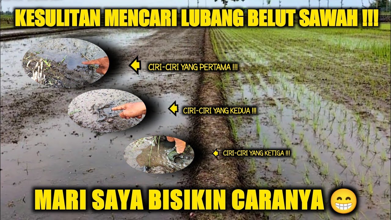 MUDAH BANGET !!! TIPS SIMPEL CIRI DAN CARA MENCARI LUBANG BELUT SAWAH
