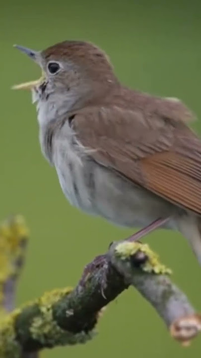 Sikatan Londo Masteran Sultan #birds #burung #birdsounds #mangkicauoffecial #kicaumania