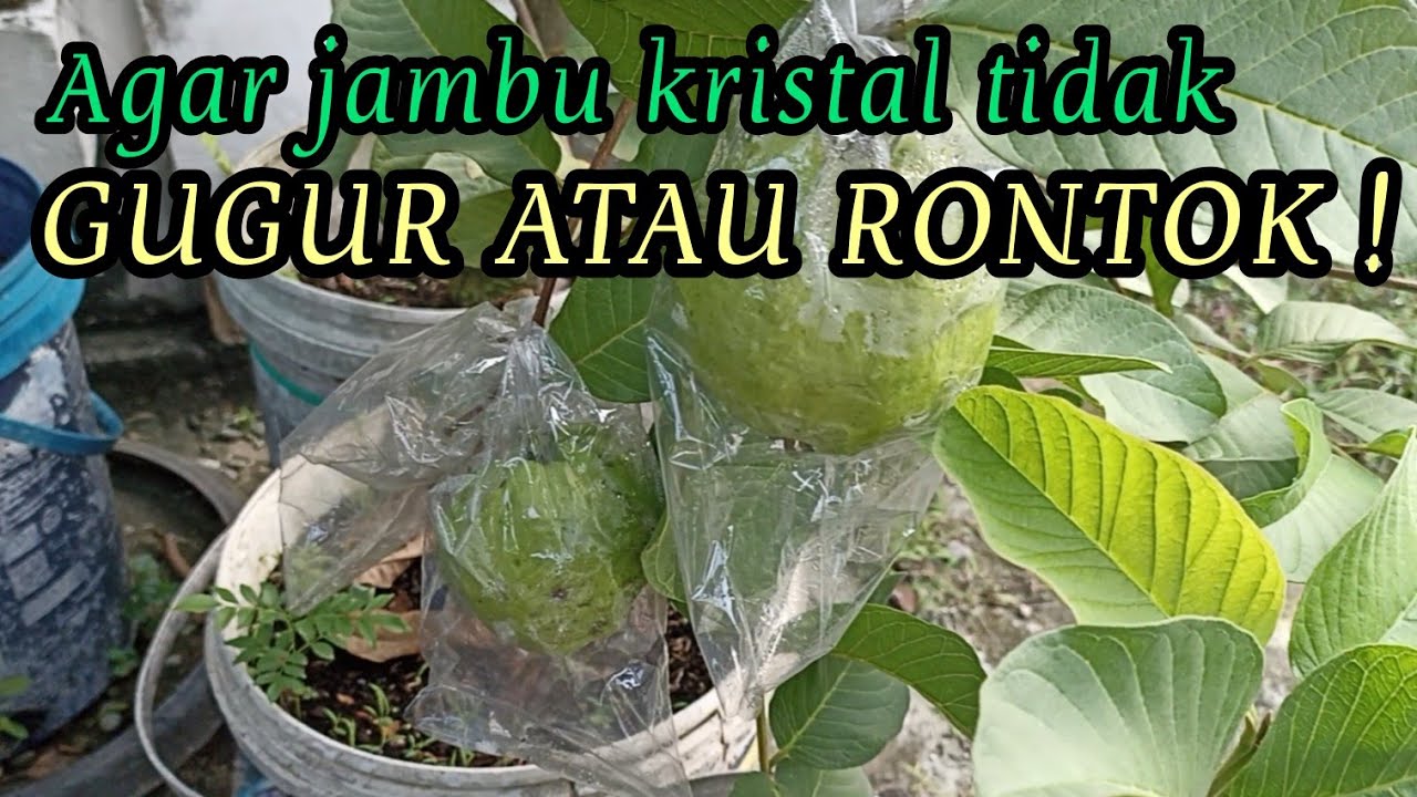 CARA AGAR JAMBU KRISTAL TIDAK GUGUR ATAU RONTOK || TABULAMPOT JAMBU KRISTAL | JAMBU