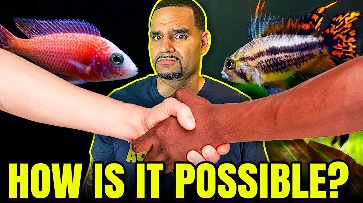 Mixing African And American Cichlids - (Can it be ...