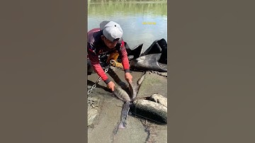 Cá Lớn - bắt cá Rô Phi Khủng ẩn nấp dưới bạt 😱 #khacthuyvlogg