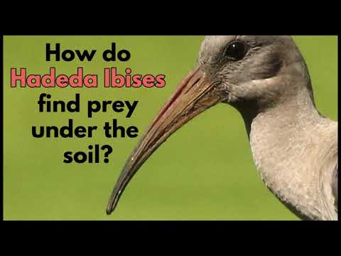 HOW DO HADEDA IBISES FIND PREY UNDER THE SOIL?