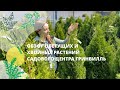 Обзор цветущих однолетников и хвойных растений садового центра Гринвилль!