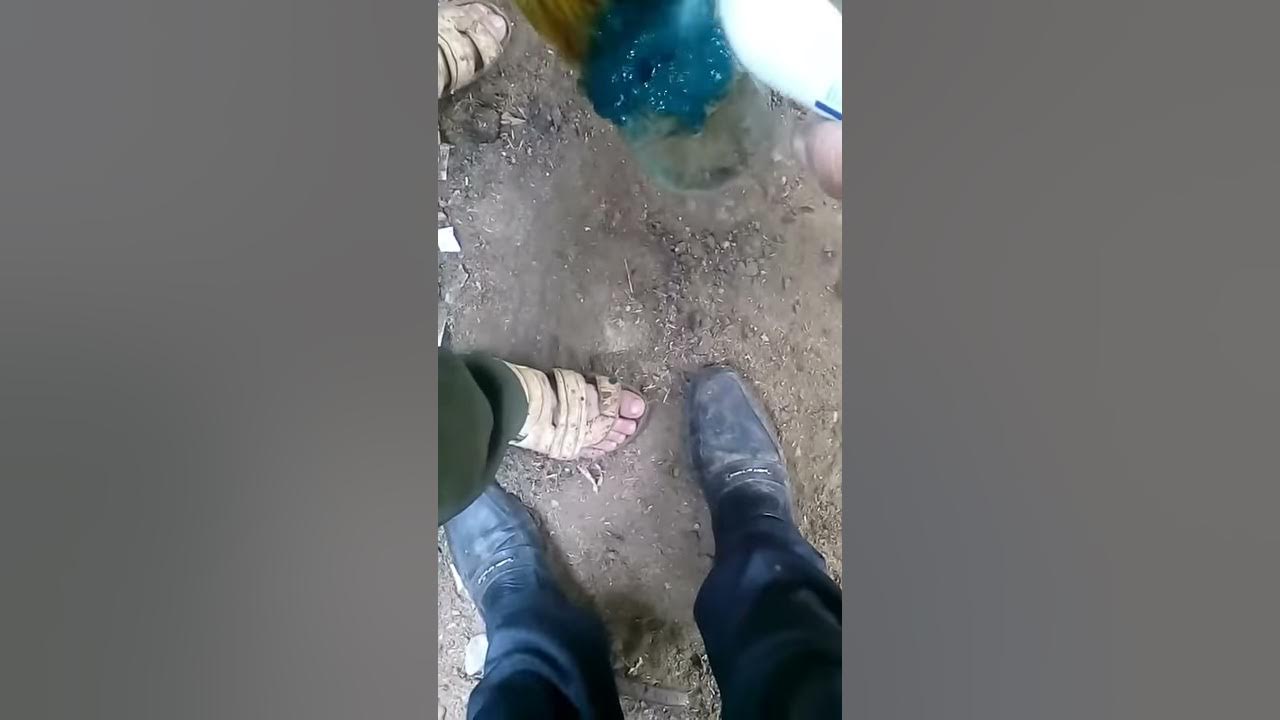Hoof abscess in donkey YouTube