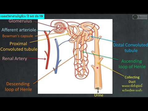 ชีววิทยา เฉลย 9 วิชาสามัญ 60 ข้อ 19 : การกรองสารผ่าน Glomerulus