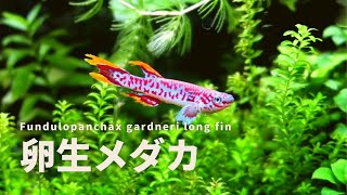 【美しい卵生メダカ】フンデュロパンチャックス・ガードネリー・マークディ・ロングフィンを水草水槽へ導入【アフィオセミオンガードネリー】