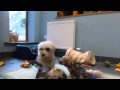 Dandie Dinmont Terrier puppies at 7 weeks の動画、YouTube動画。