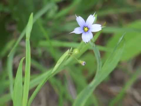 Video: Akmens dārza augi - kur stādīt zilo acu zāli un tās kopšana