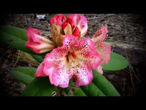 Video: Rhododendron Luteum – Si të rriten bimët Azalea dorëzonjë